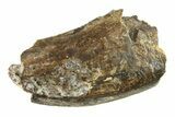 Partial Fossil Tyrannosaur (Nanotyrannus) Tooth - Montana #338836-1